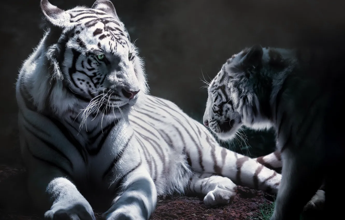 Фото обои звери, фон, тигры
