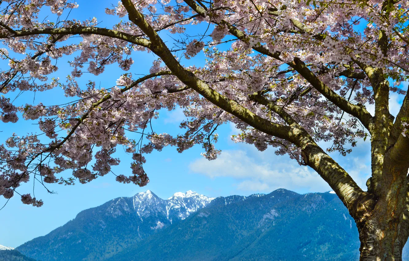 Фото обои горы, Весна, цветение, mountains, spring, flowering