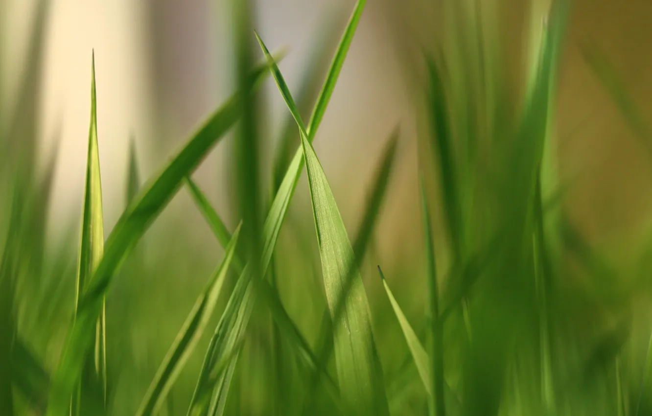 Фото обои зелень, трава, травинки