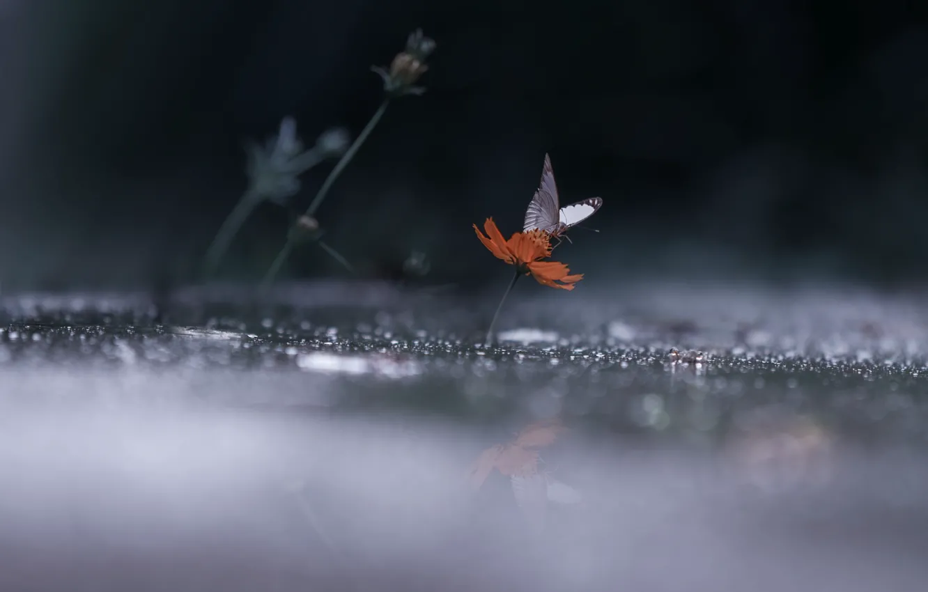 Фото обои капли, свет, отражение, дождь, тьма, бабочка, крылья, Цветок