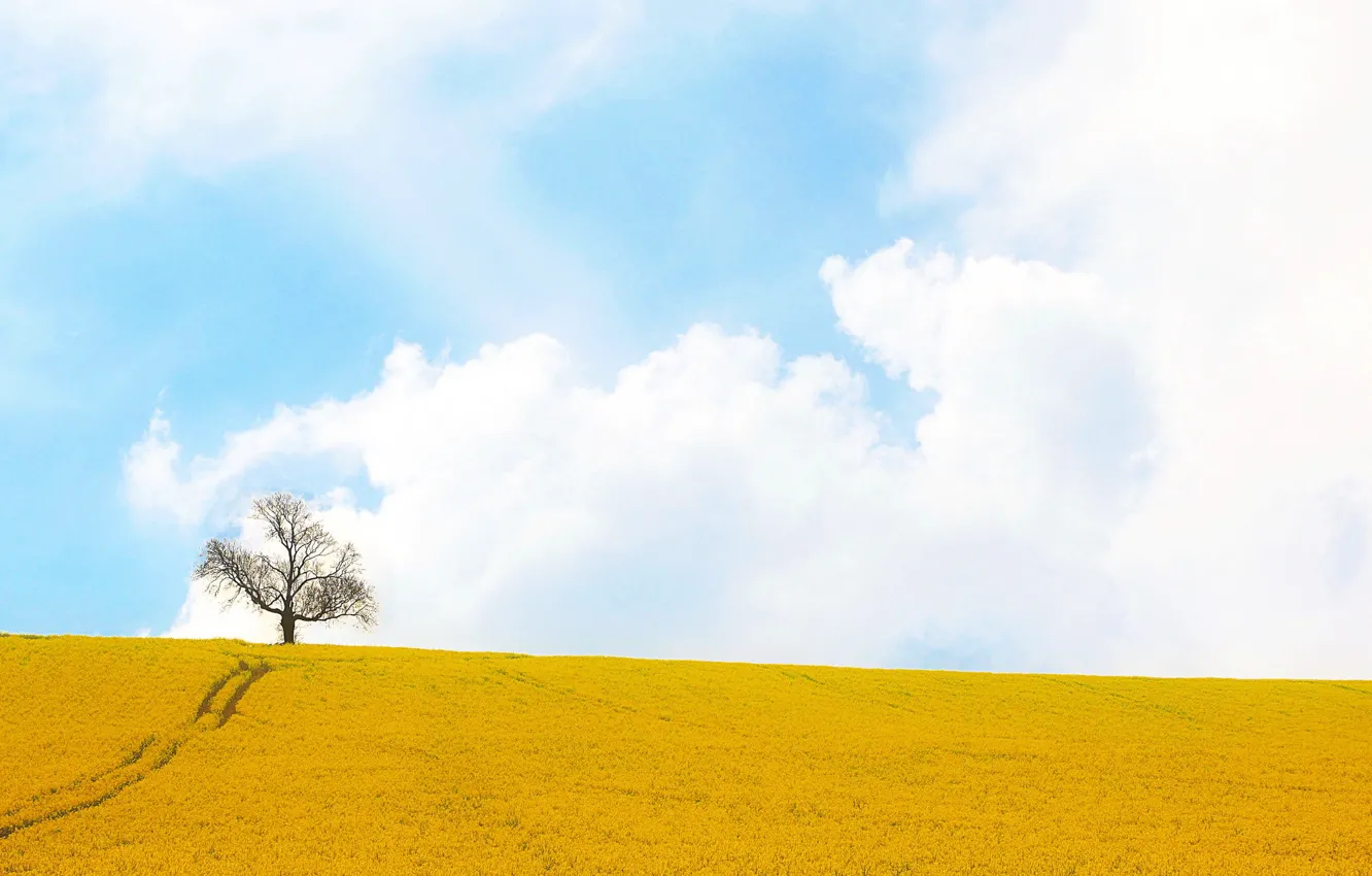 Фото обои поле, деревья, рапс