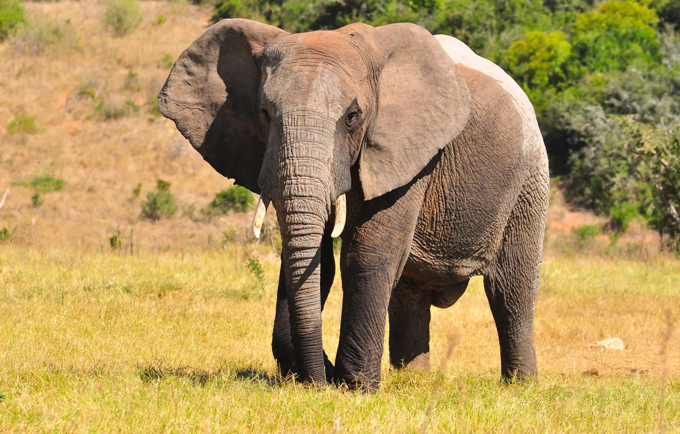 Фото обои Elephant, African, Mammal