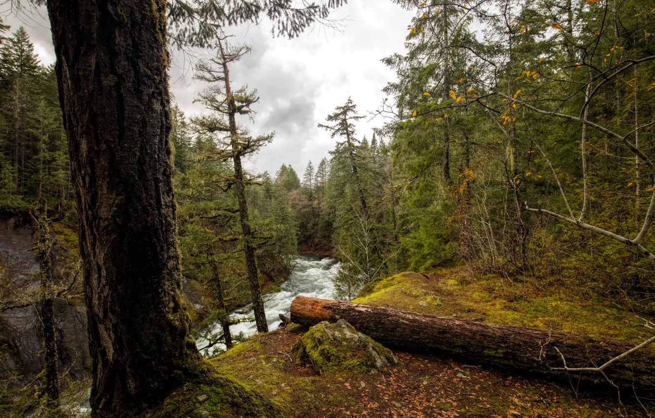Фото обои лес, листья, деревья, река, течение, мох, Канада, Vancouver Island