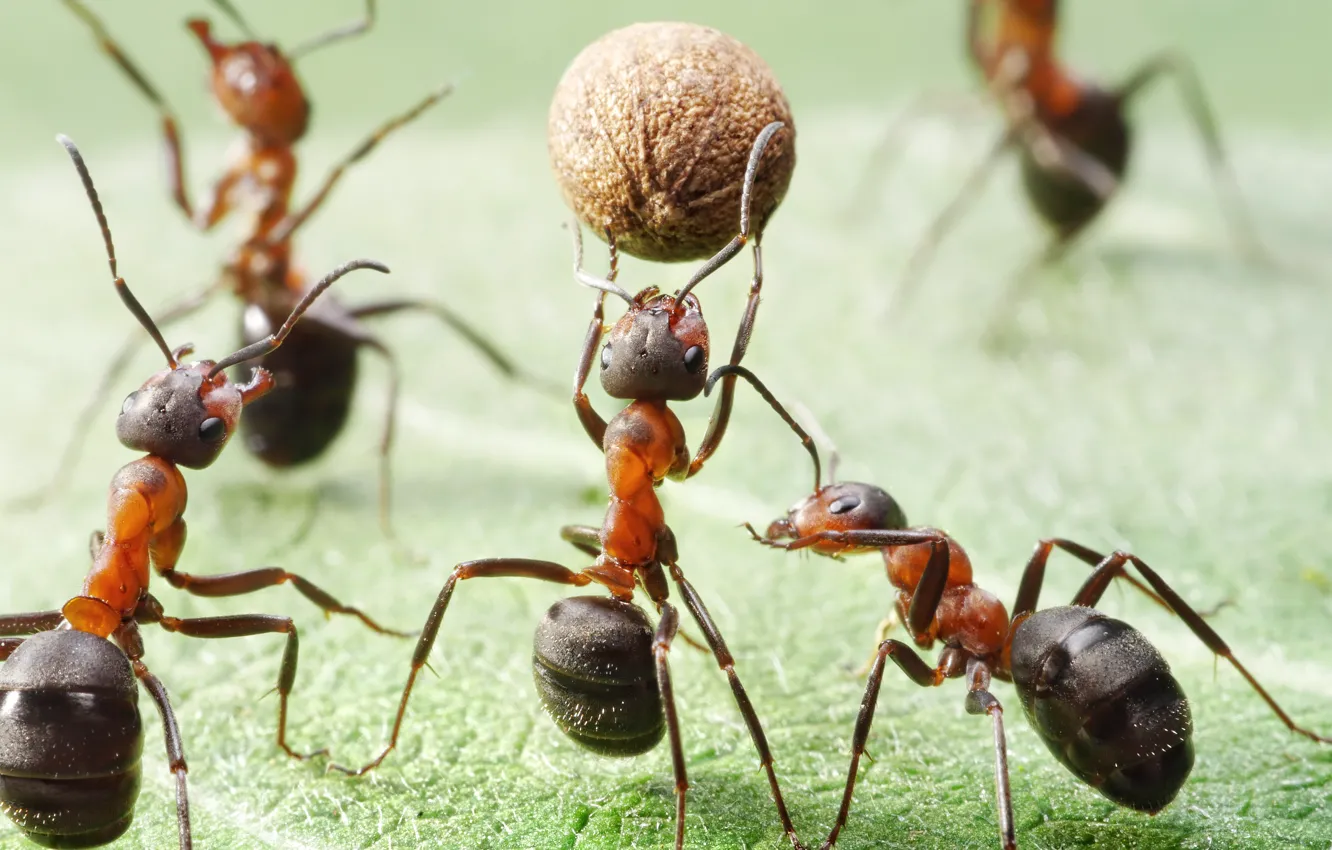 Фото обои поле, макро, насекомые, игра, мяч, ситуация, муравьи, баскетбол