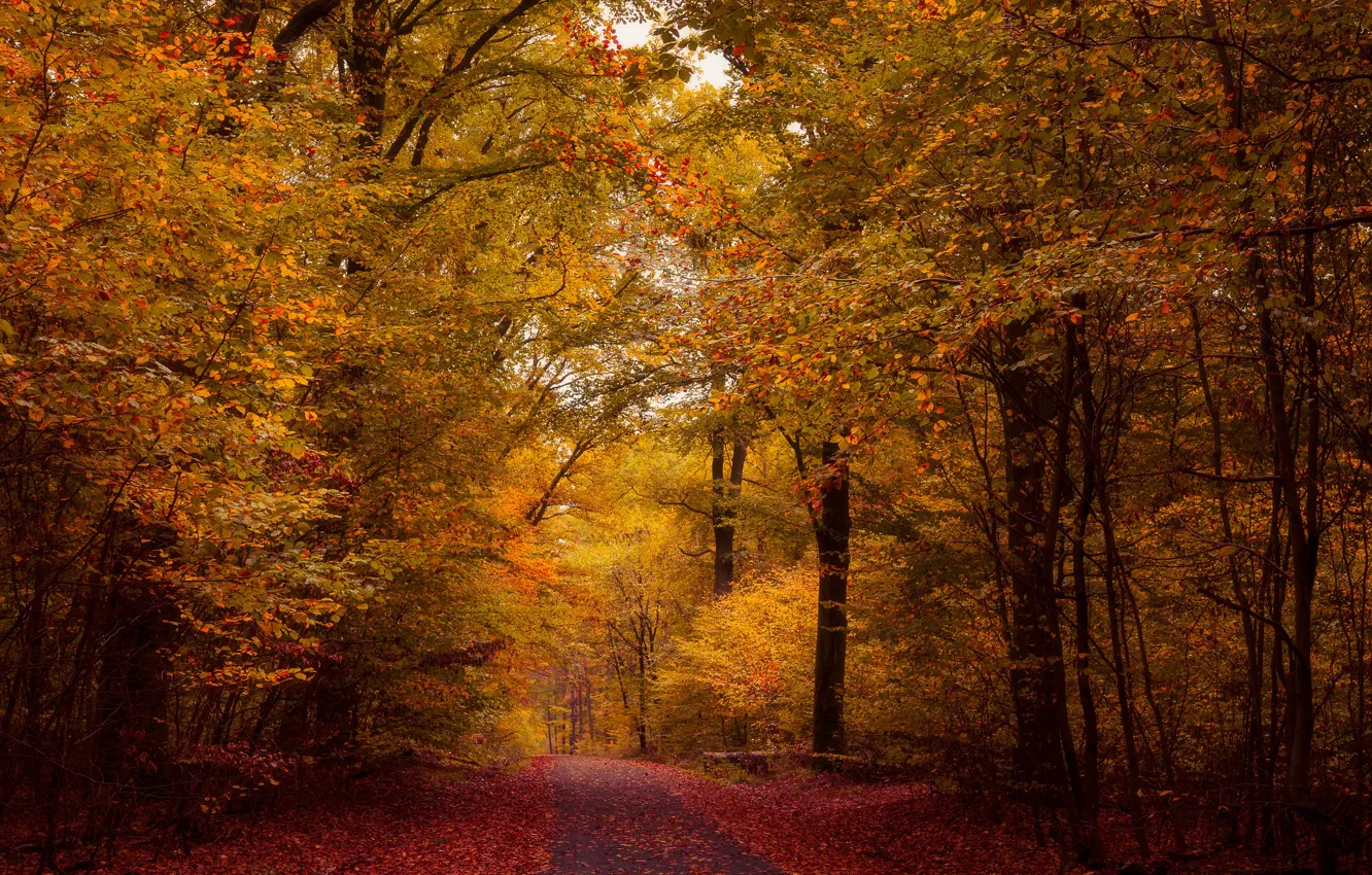 Фото обои осень, лес, деревья, листва