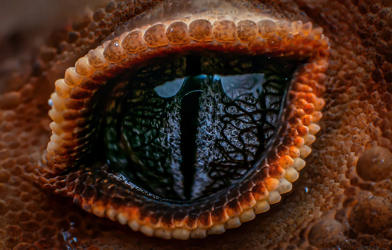 Фото обои eyes, reptile, scales