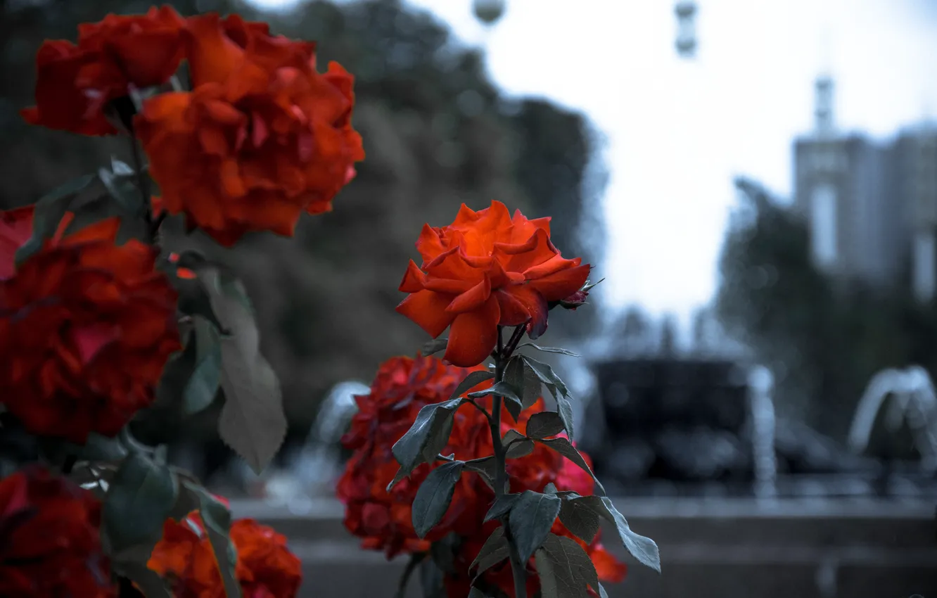 Фото обои красное, роза, клумба, монохром