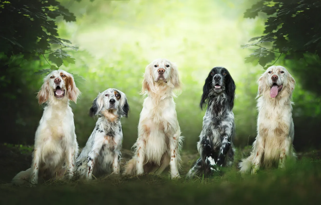 Фото обои собаки, лето, взгляд, листья, ветки, природа, команда, компания