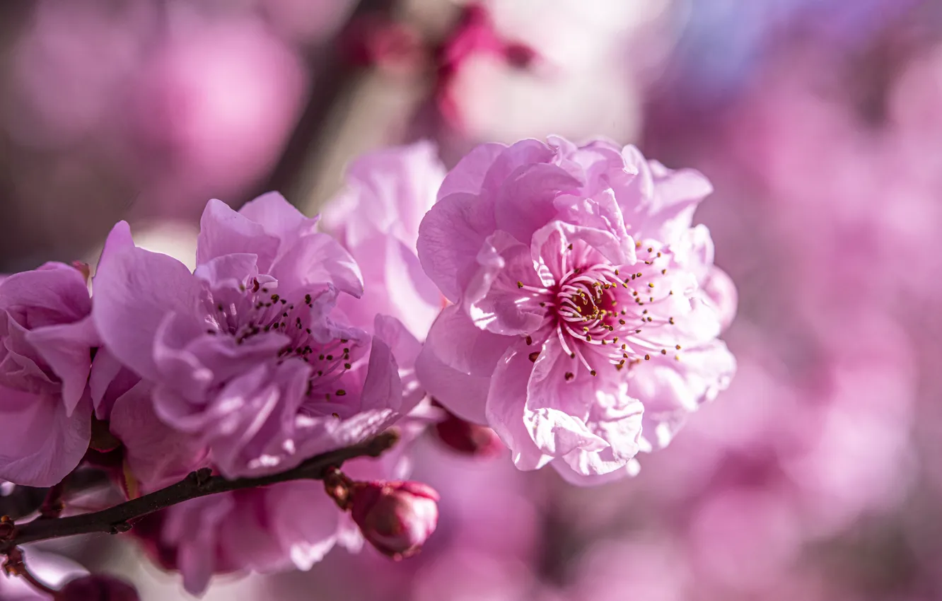 Фото обои цветы, весна, сакура, розовые, цветение