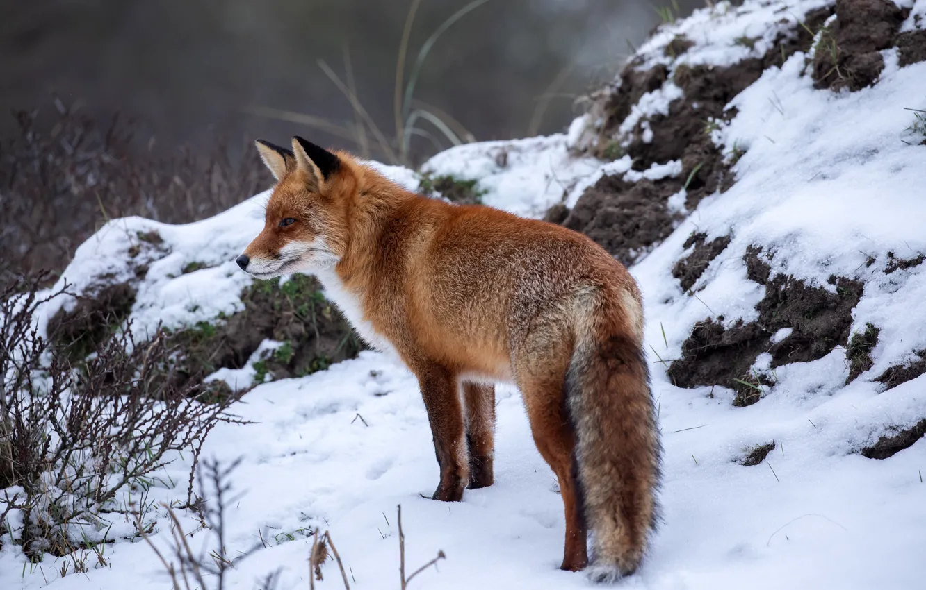 Фото обои зима, снег, природа, лиса, рыжая, лисица, боке