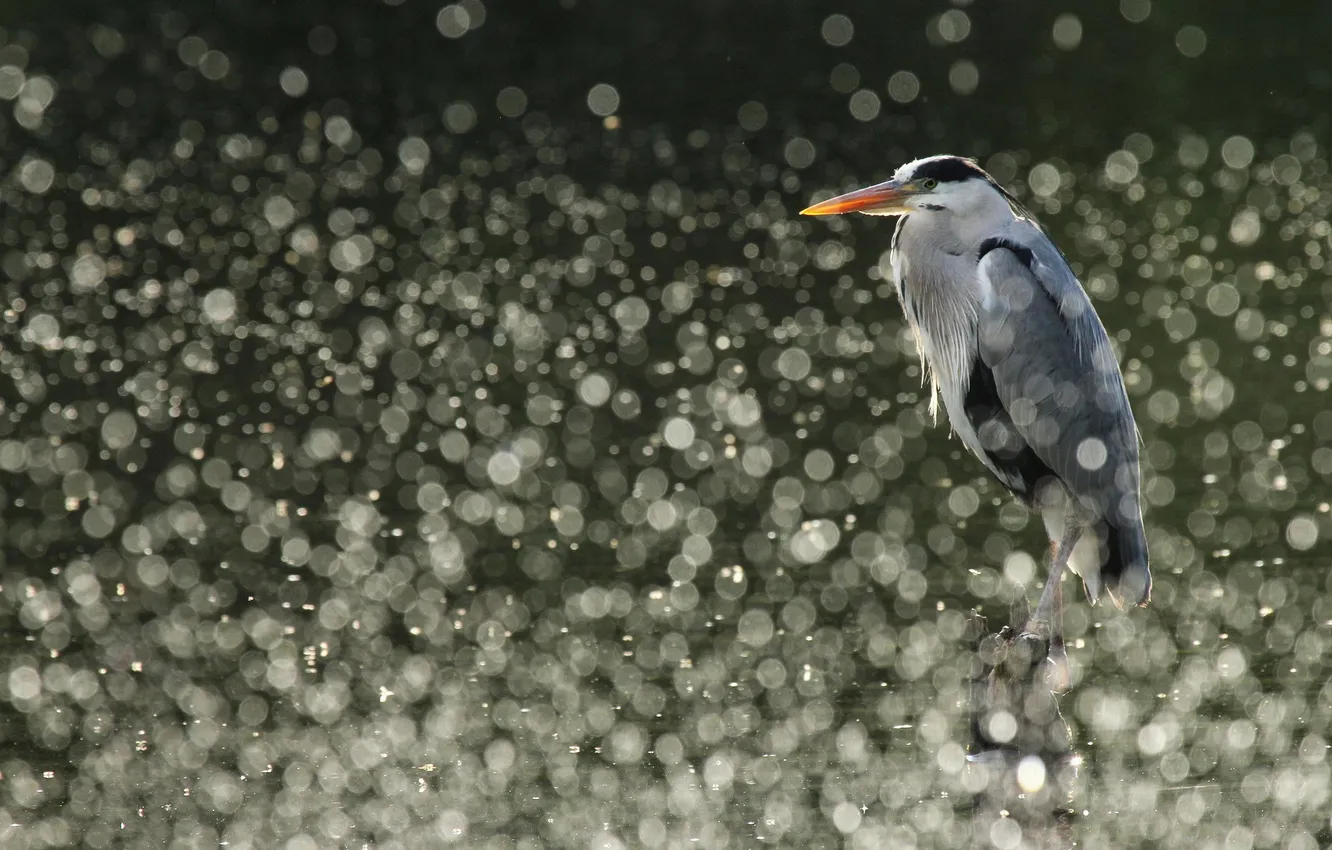 Фото обои вода, природа, птица