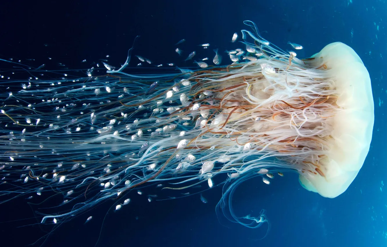 Фото обои Медуза, Jellyfish, diving