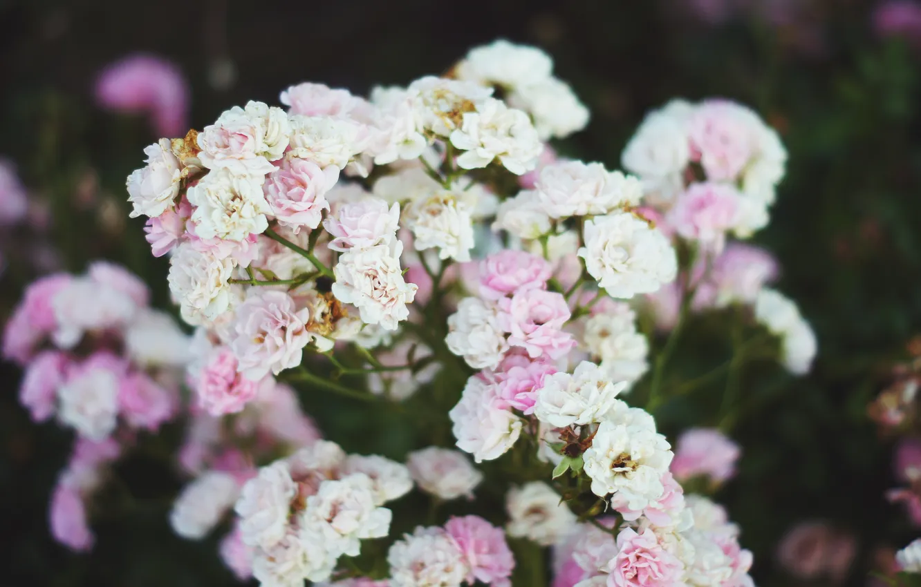 Фото обои цветы, лепестки, розовые, белые