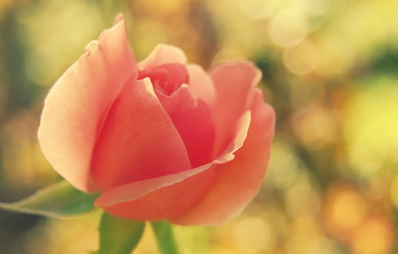 Фото обои цветок, макро, розовая, роза, размытие