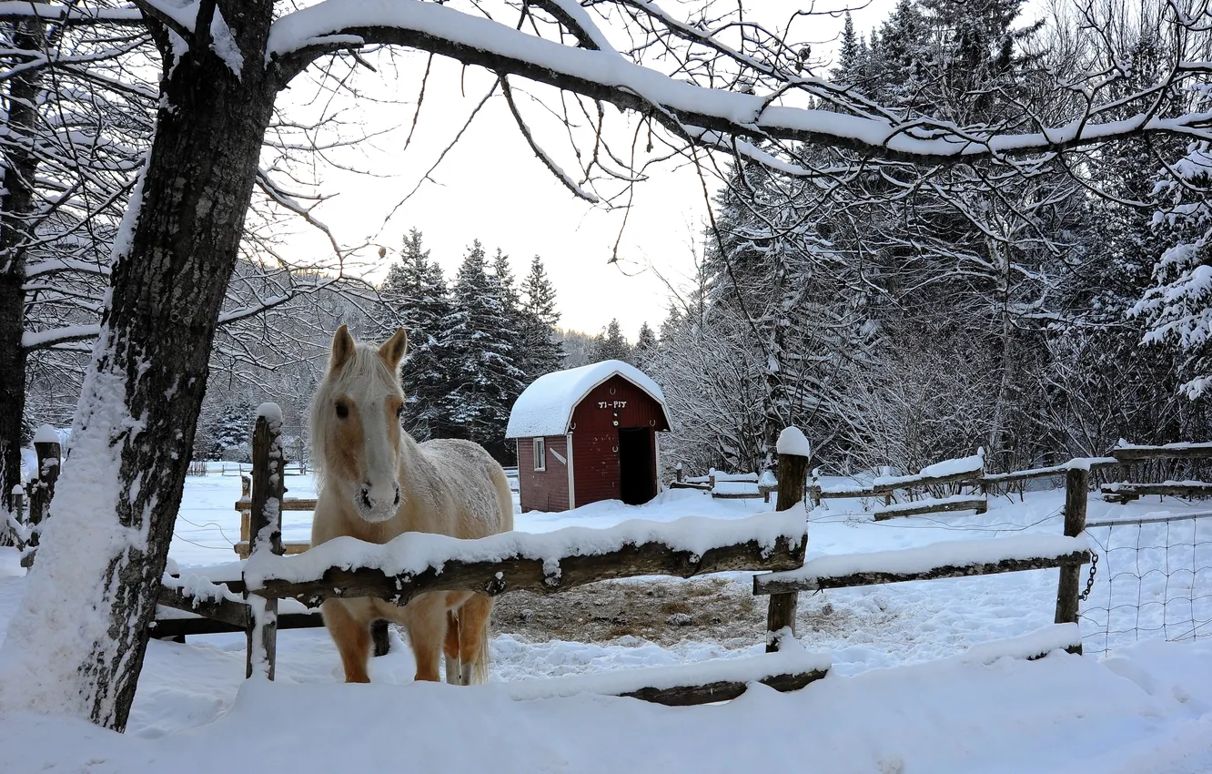 Фото обои зима, снег, деревья, лошадь, загон