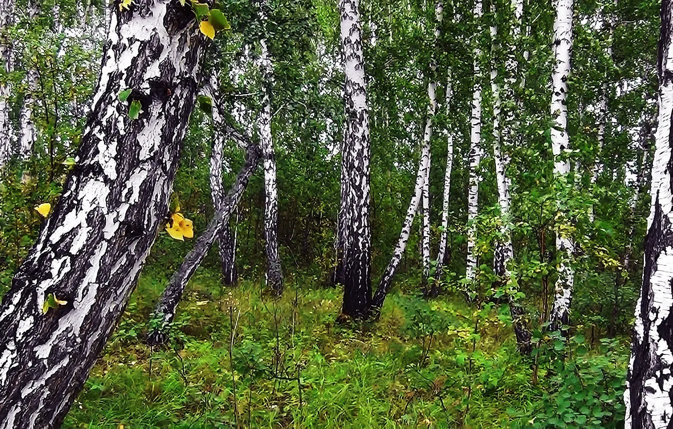 Фото обои осень, лес, природа, фон, Сибирь, Берёзы
