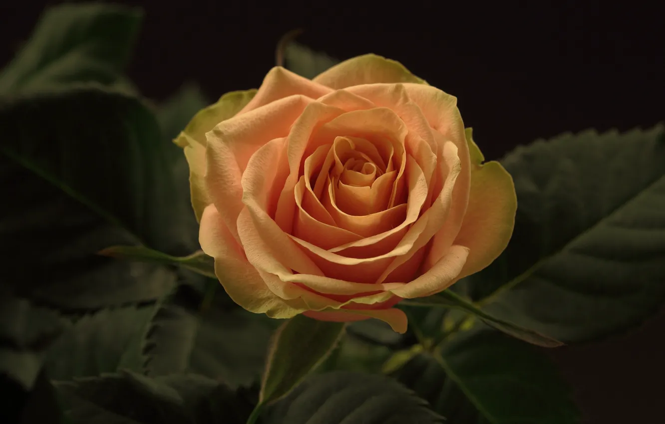 Фото обои минимализм, чёрный фон, оранжевая роза