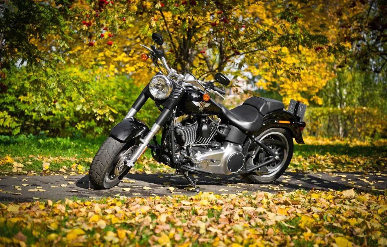 Фото обои осень, листва, мотоцикл, harley-davidson