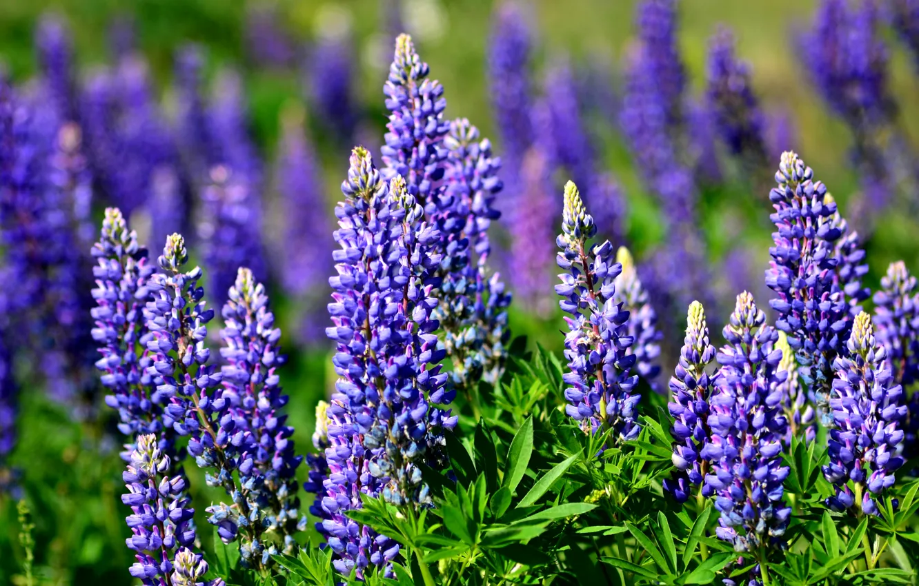 Фото обои лето, синий, луг, люпины