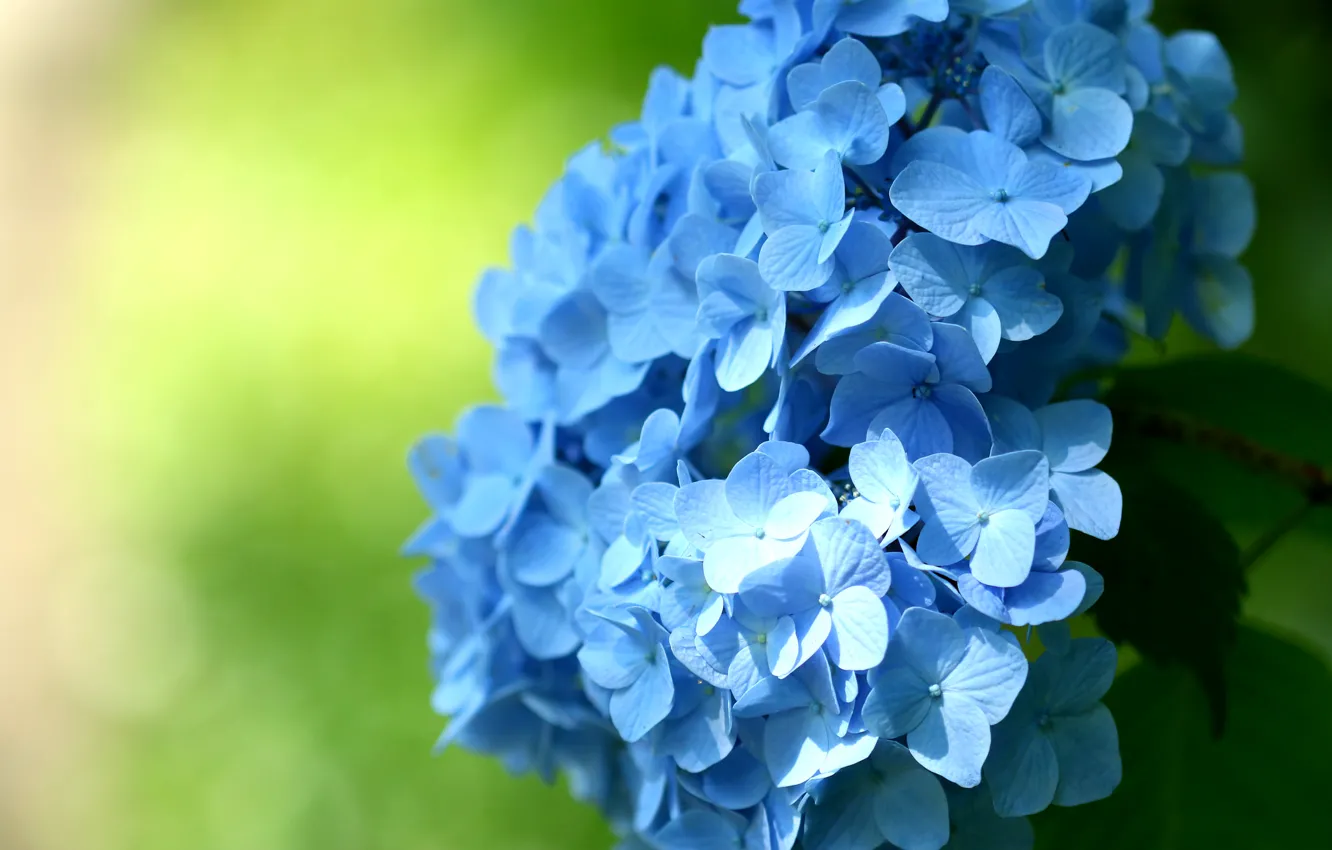 Фото обои макро, голубой, гортензия, соцветие
