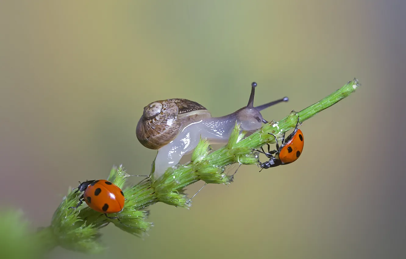 Фото обои макро, улитка, божьи коровки, травинка, macro, a blade of grass, ladybugs, the snail