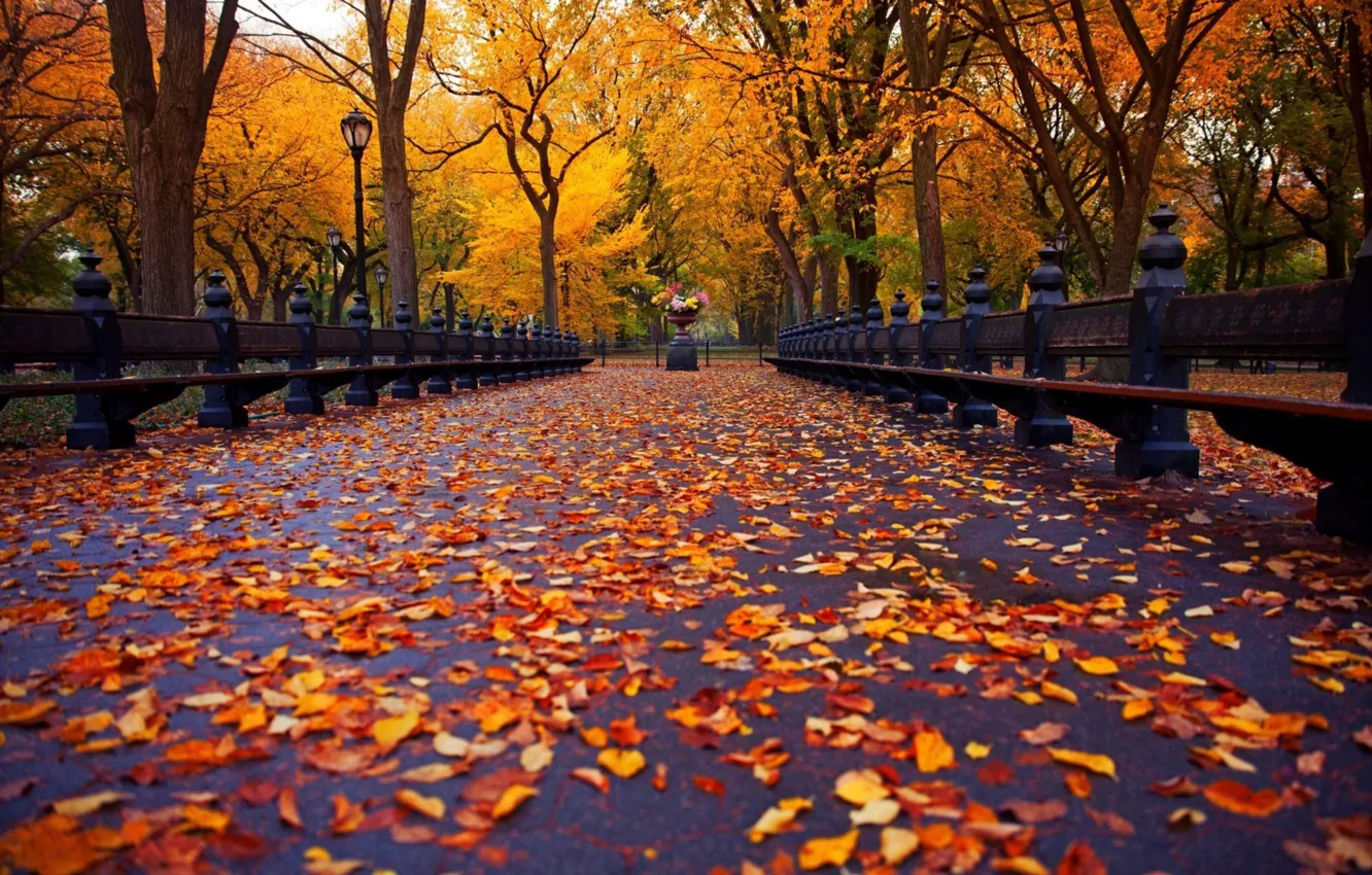 Фото обои осень, парк, аллея, листопад, скамейки