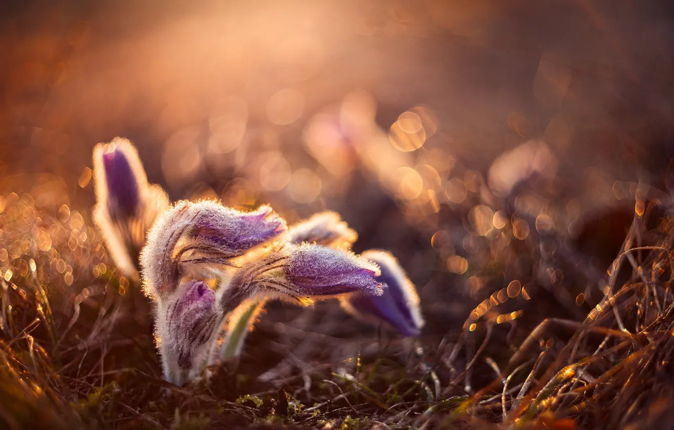 Фото обои капли, макро, природа, весна, первоцветы, боке, сон-трава, прострел
