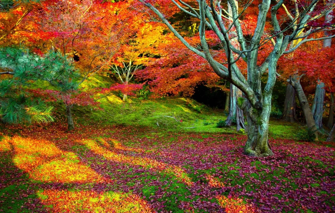 Фото обои осень, листья, деревья, пейзаж, природа, фон, дерево, красота