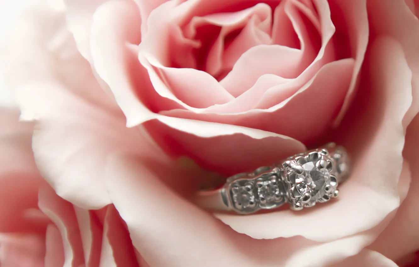 Фото обои украшения, розы, кольцо, розовые, свадьба