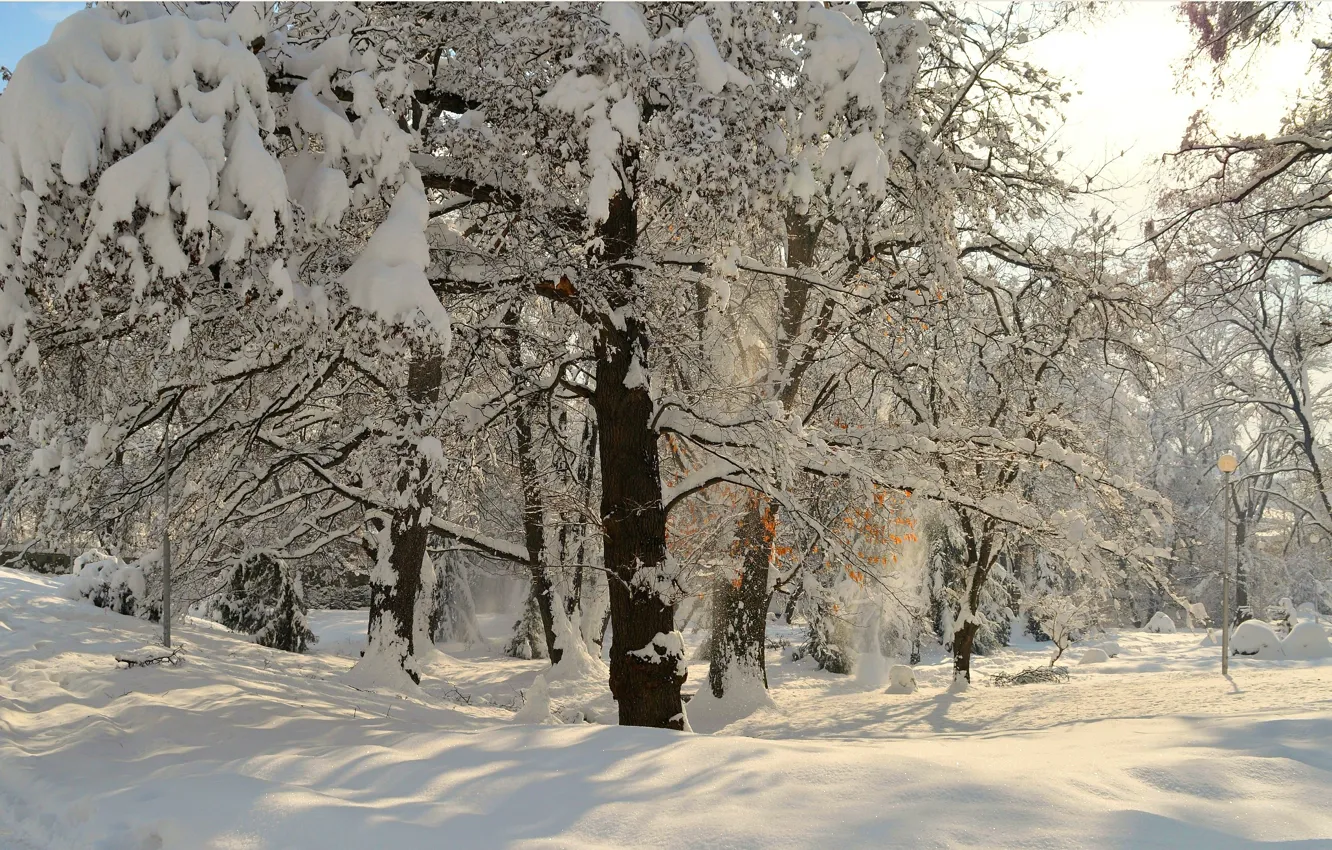 Фото обои Зима, Снег, Парк, Мороз, Winter, Frost, Park, Snow