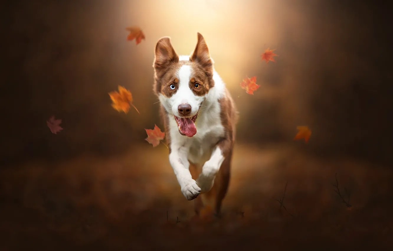 Фото обои осень, язык, морда, листья, собака, бег, прогулка, боке