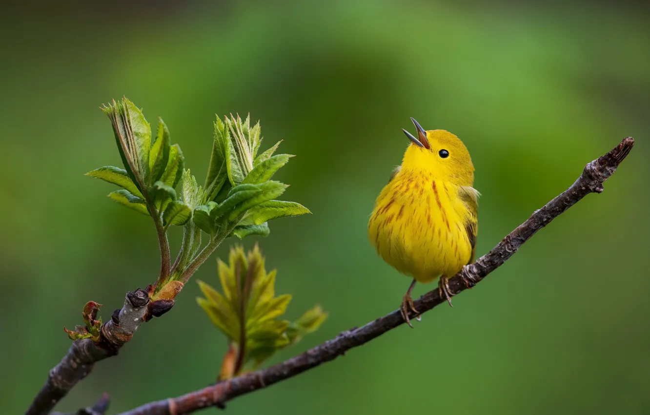 Фото обои фон, птица, ветка, птичка, Жёлтая древесница