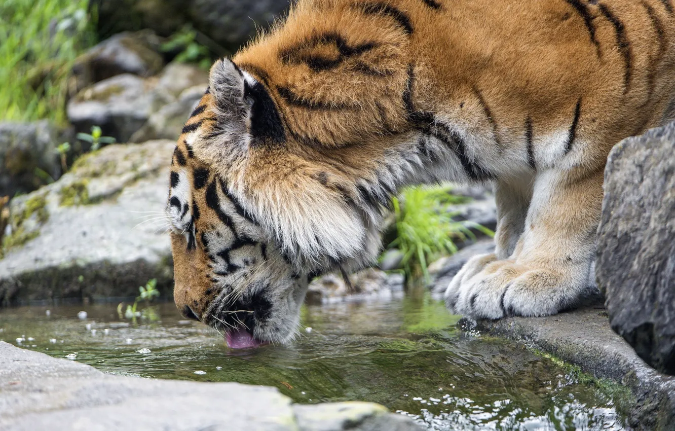 Фото обои морда, хищник, водопой, дикая кошка, амурский тигр