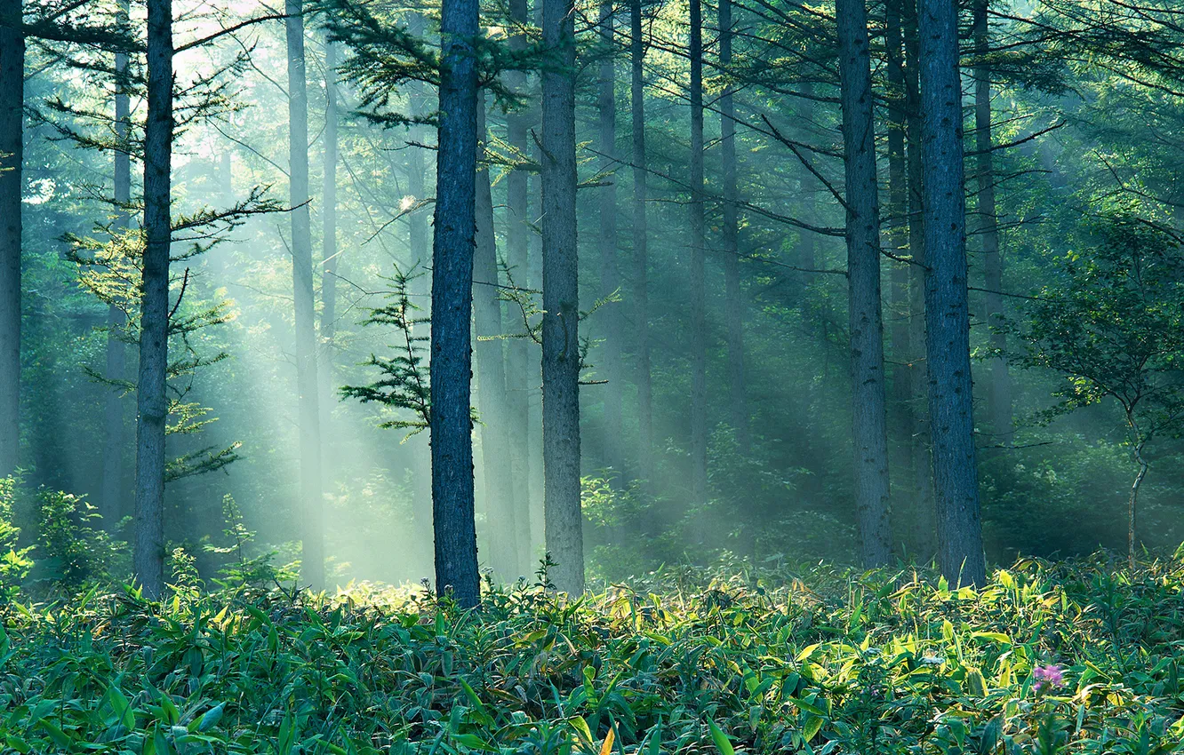Фото обои лес, лето, солнце, лучи, туман, Природа, утро