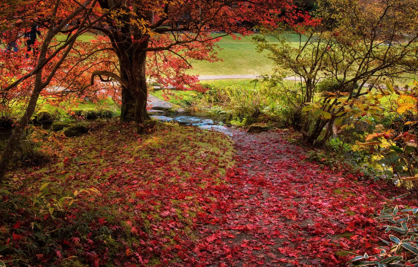 Фото обои осень, листья, деревья, природа, красиво