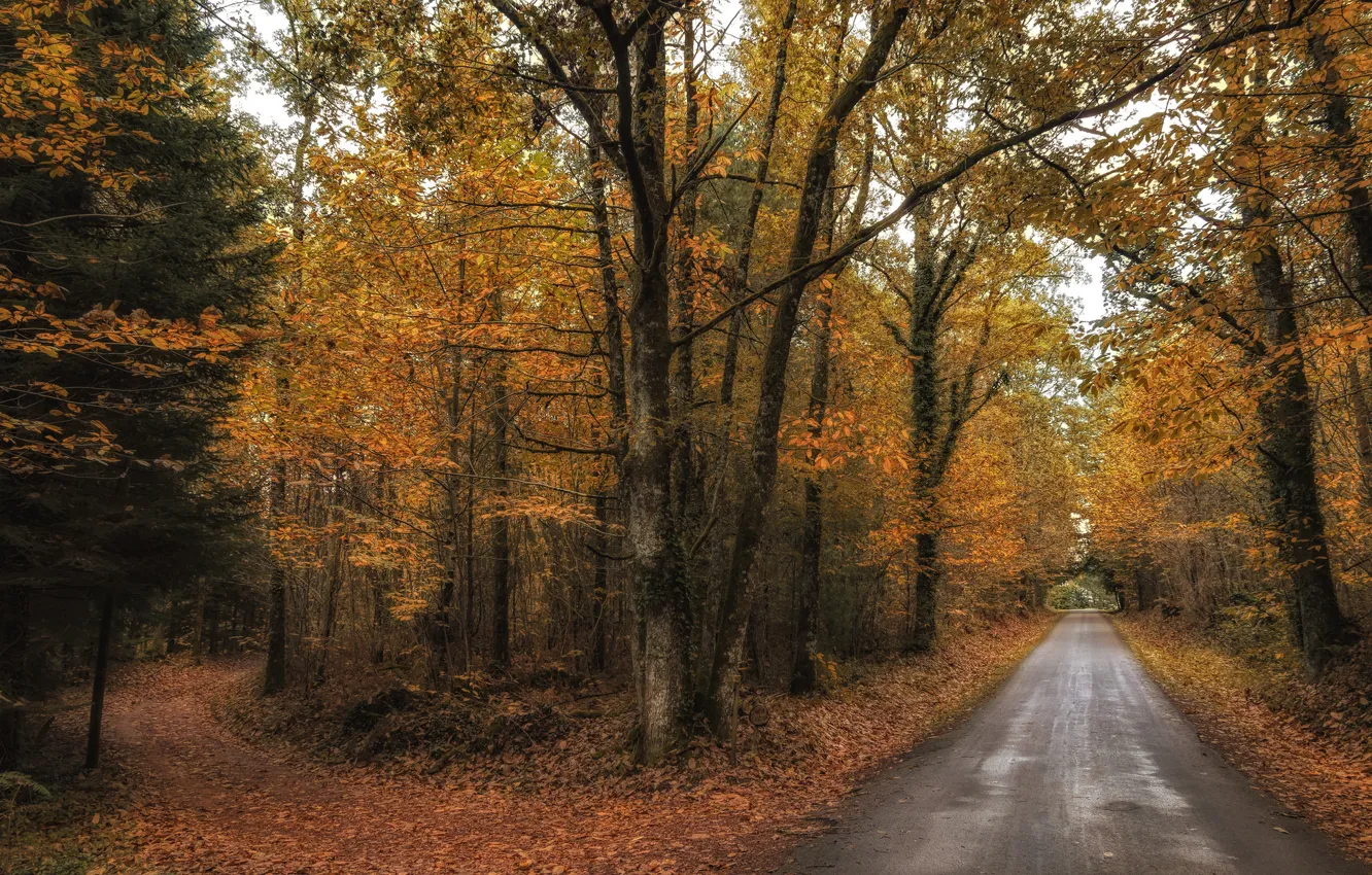 Фото обои дорога, осень, лес, листья, деревья, путь