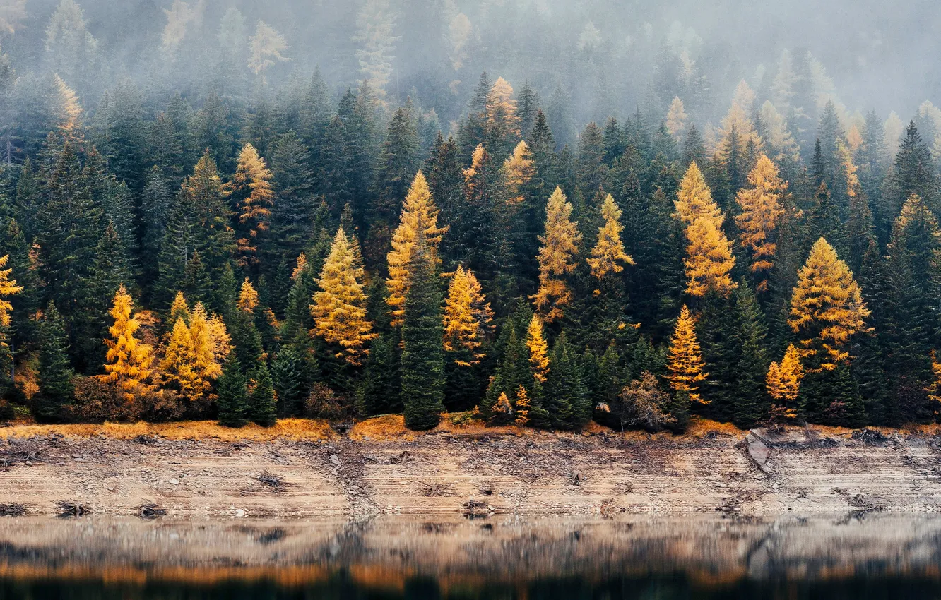 Фото обои forest, yellow, fog