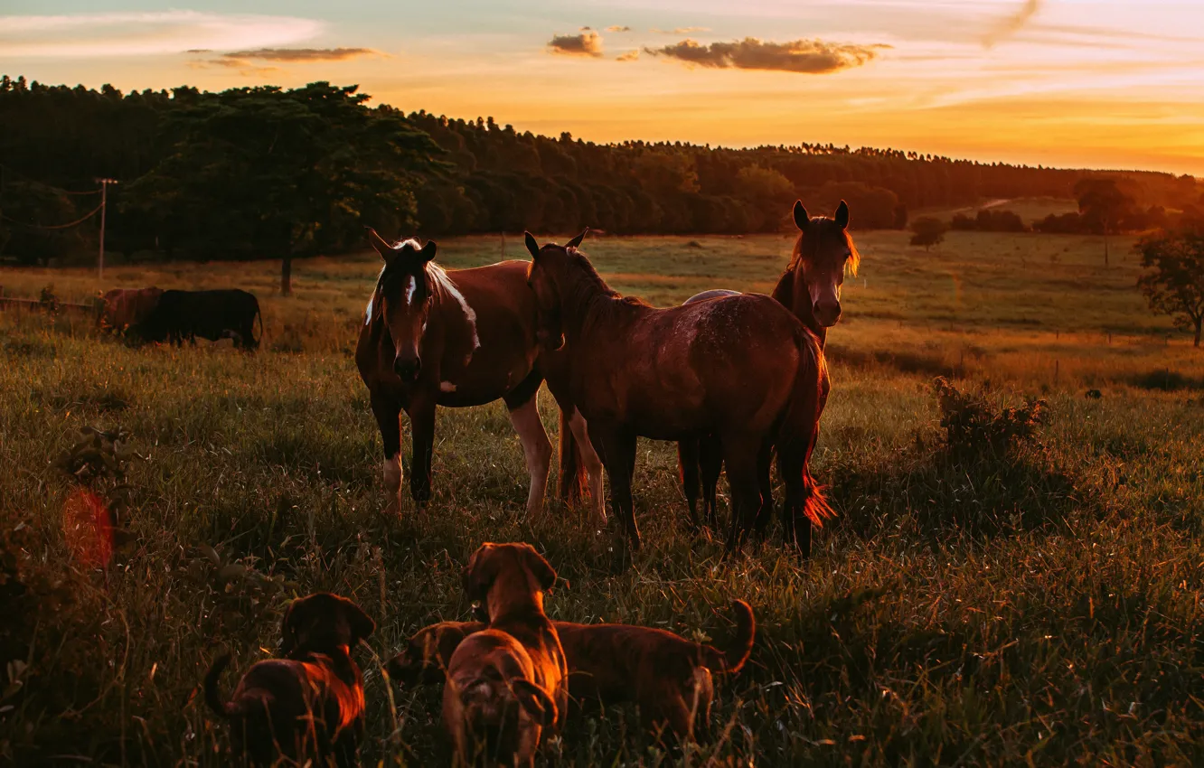 Фото обои поле, лес, собаки, небо, закат, природа, конь, лошадь