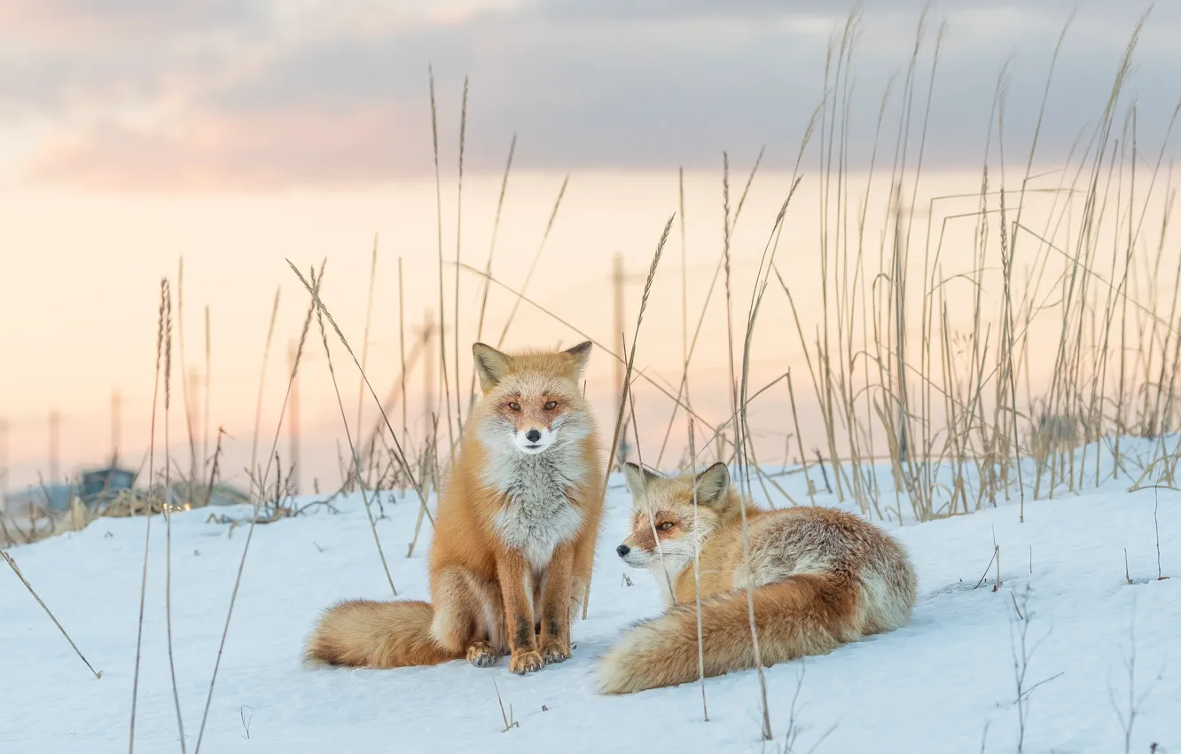 Фото обои снег, лисы, рыжие, парочка