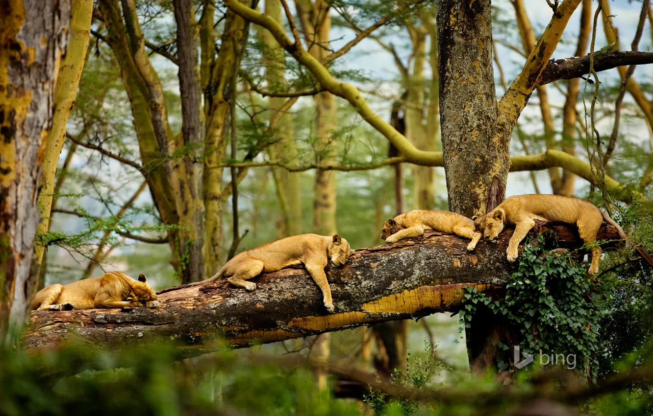 Фото обои деревья, сон, саванна, африка, львы