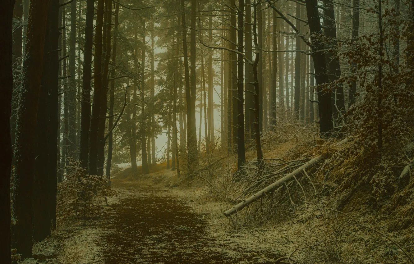 Фото обои forest, trees, nature, path
