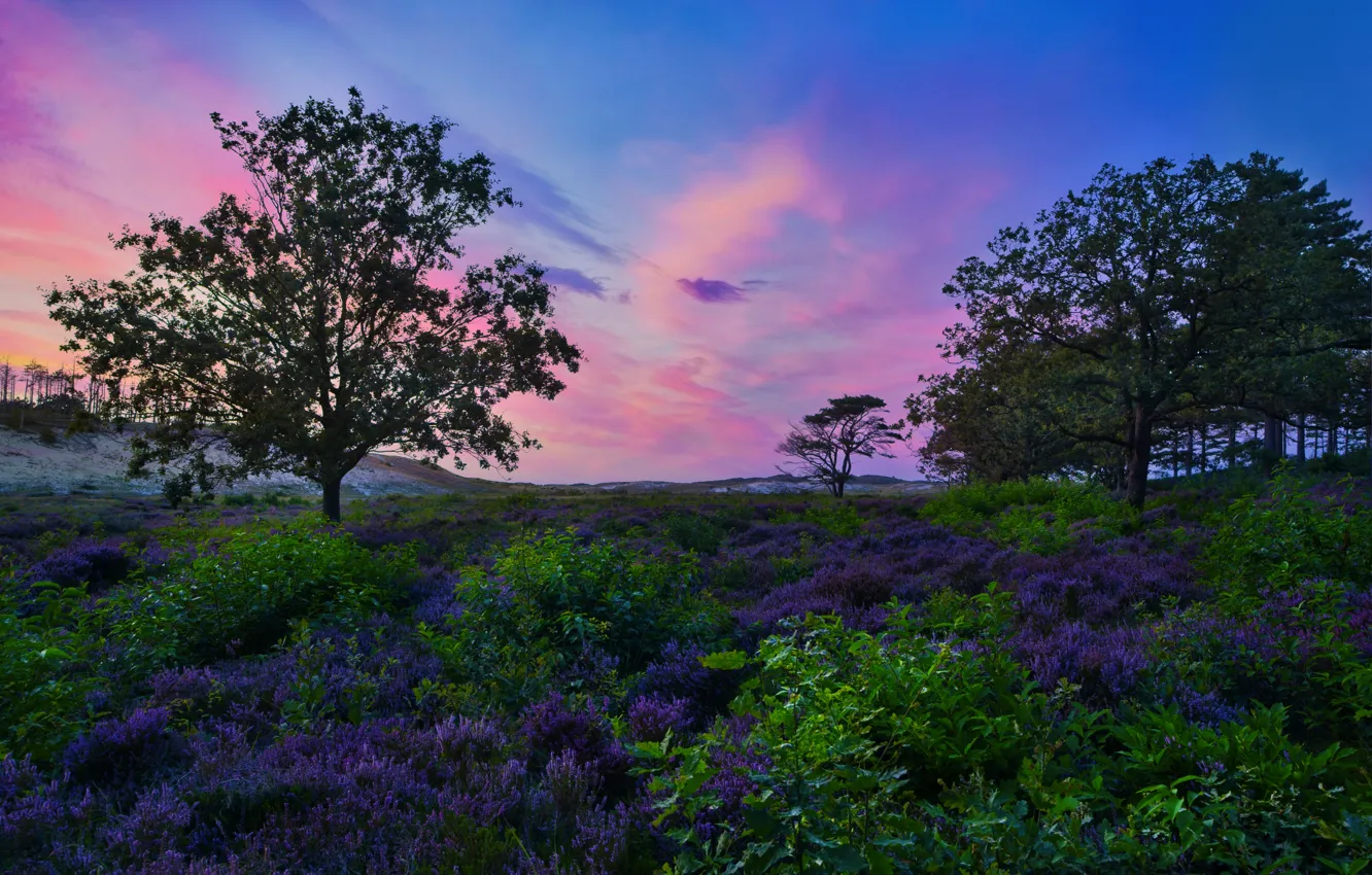 Фото обои деревья, пейзаж, природа, рассвет, холмы, травы, Нидерланды