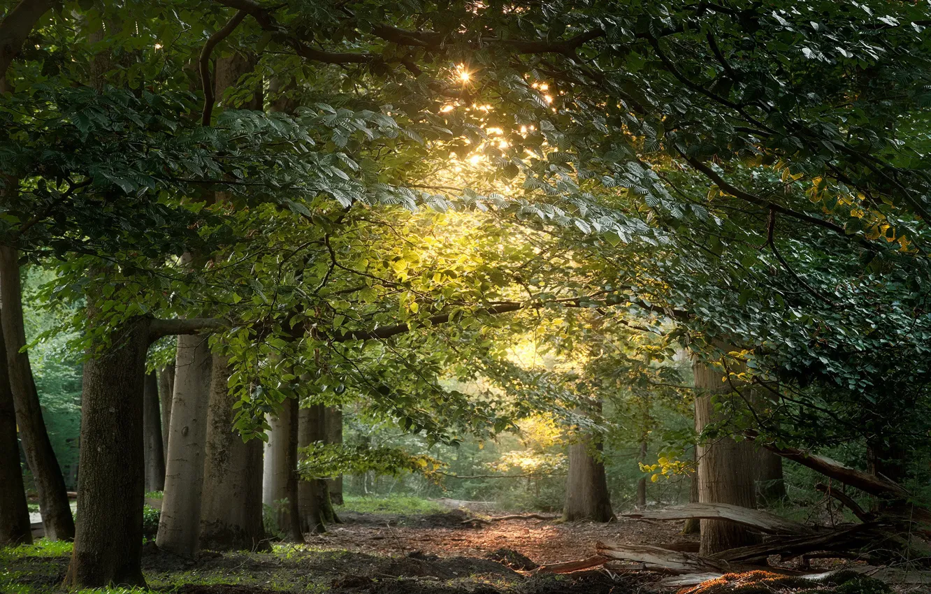 Фото обои зелень, лес, листья, солнце, свет, деревья, ветки, парк