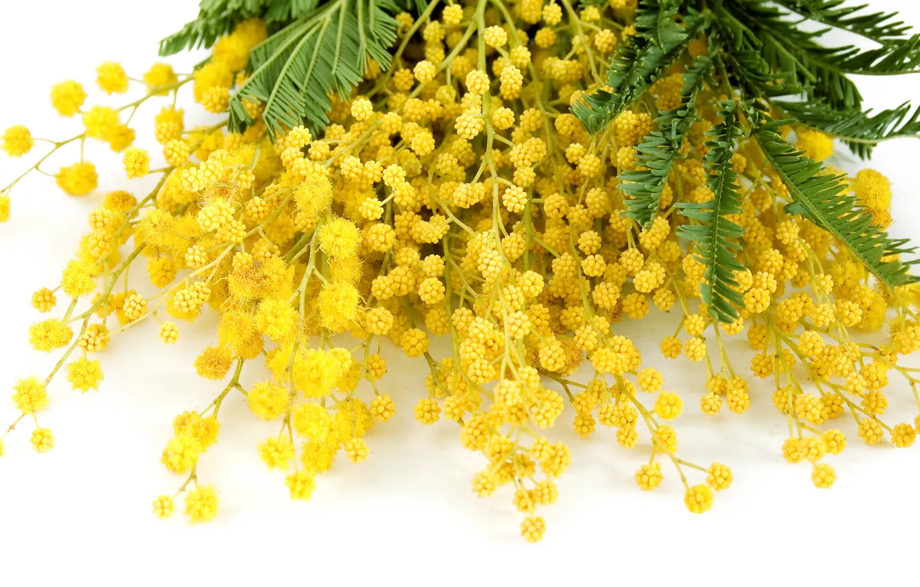 Фото обои цветы, желтый, весна, yellow, flowers, spring, delicate, мимоза