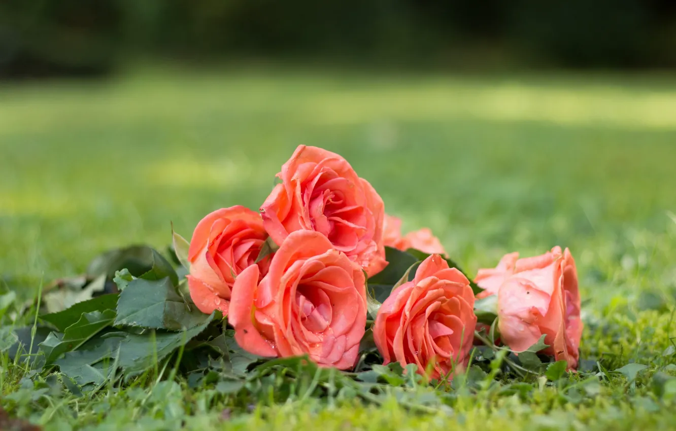 Фото обои цветы, природа, травка, бутоны, розовые розы