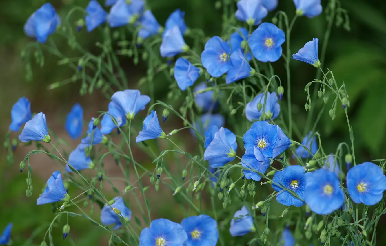 Фото обои цветы, голубой, стебли, лён