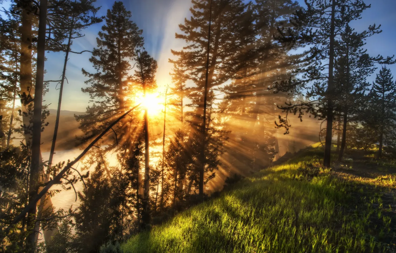Фото обои трава, солнце, деревья, закат, природа, фото, рассвет, HDR