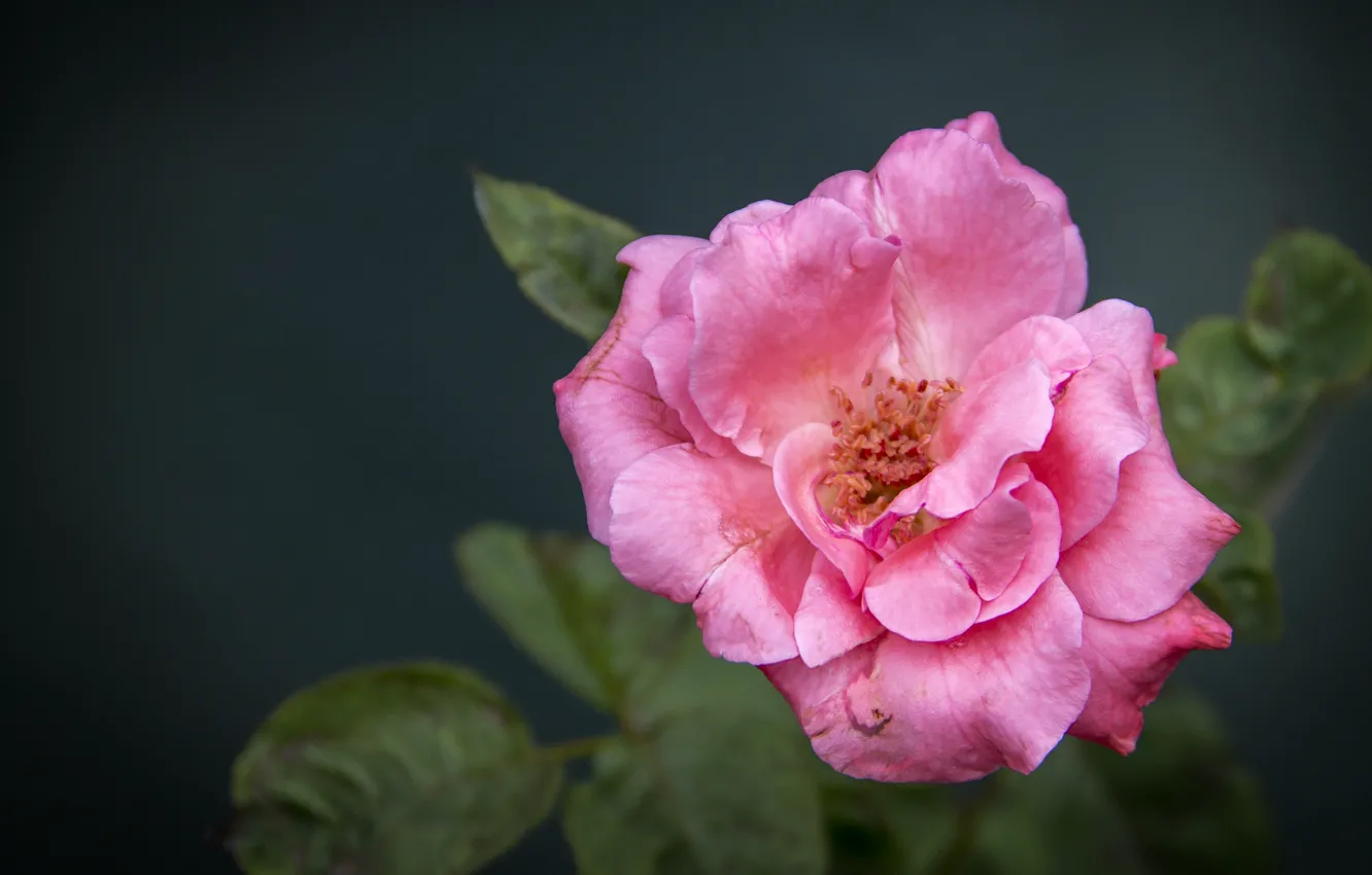 Фото обои city, rose, Flowers, sri lanka, colombo, thanujan, thanujan thanabalasingam, thanujan_t