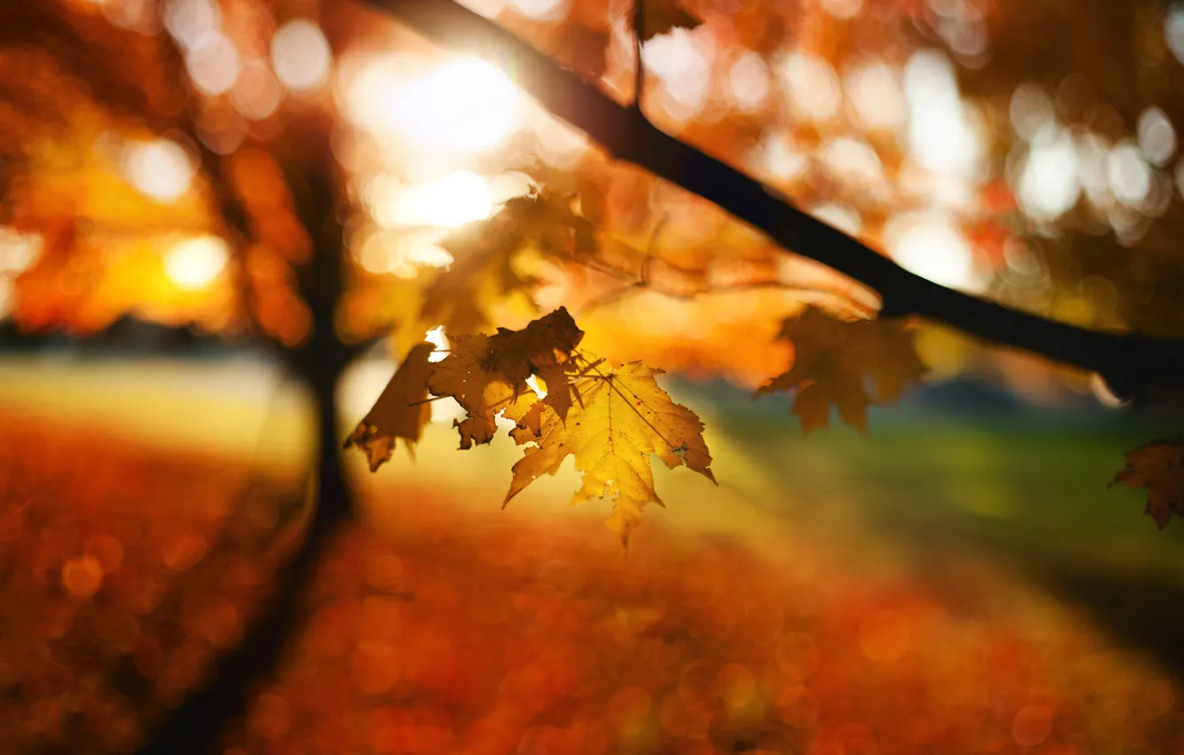 Фото обои осень, листья, размытость, боке