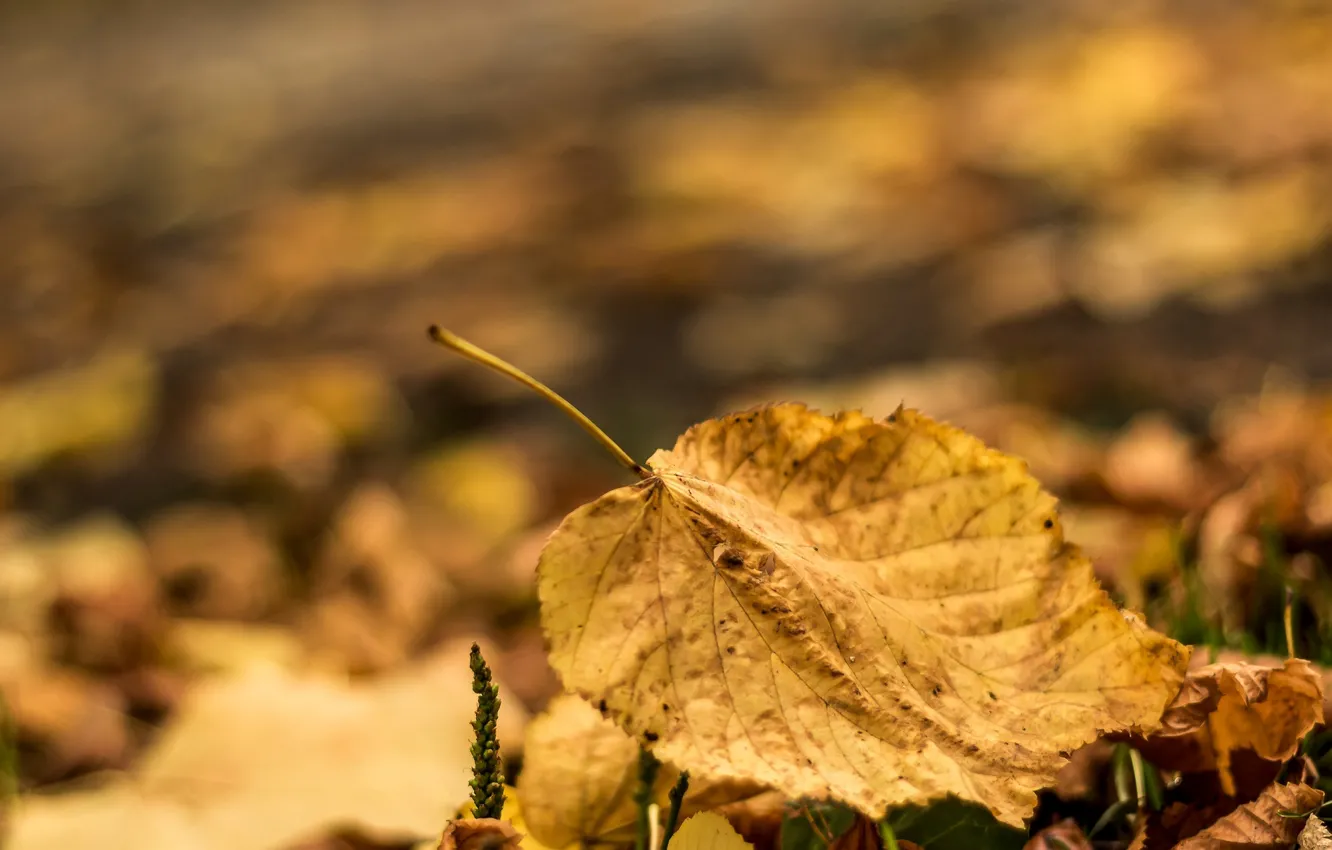 Фото обои осень, листья, макро, фон, widescreen, обои, размытие, листик